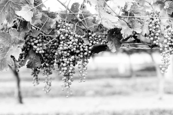 stock image grape vine plant vineyard