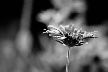 kır çiçeği yakın çekim 