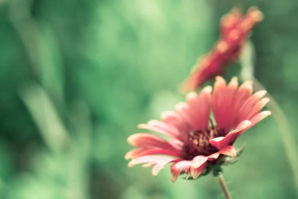 野生の花のクローズ アップ — ストック写真