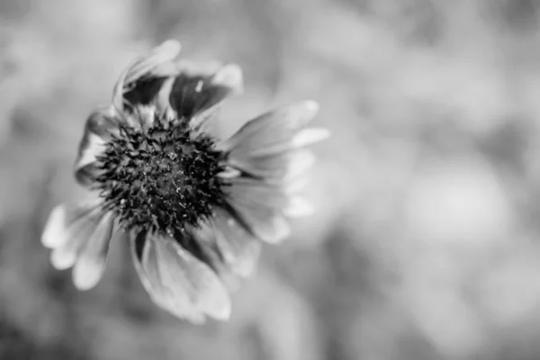 Wild Flower Närbild — Stockfoto