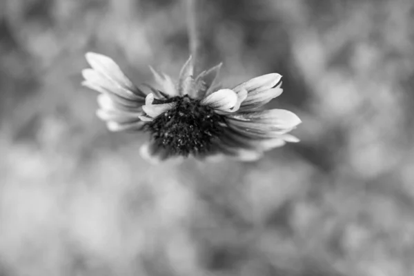 Fiore Selvatico Vicino — Foto Stock