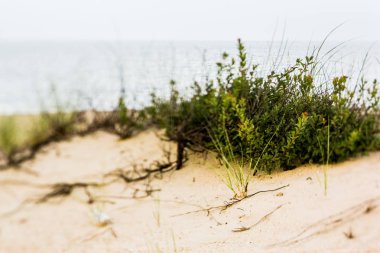 Yaz sahili manzarası gibi soyut bir hayal.