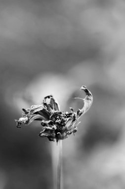 kır çiçeği yakın çekim 