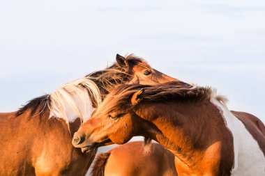 Vahşi midilliler Doğu Yakası Yaz Günü