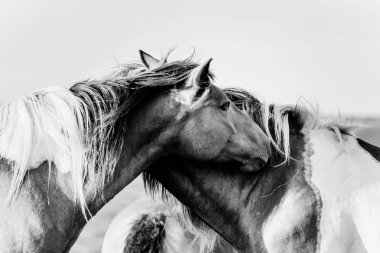 Vahşi midilliler Doğu Yakası Yaz Günü