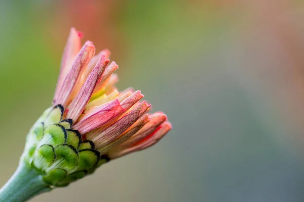 Wild Flower Close — Stockfoto