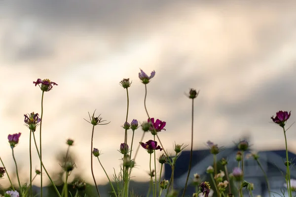 Vrij Kleurrijke Wilde Bloemenveld — Stockfoto