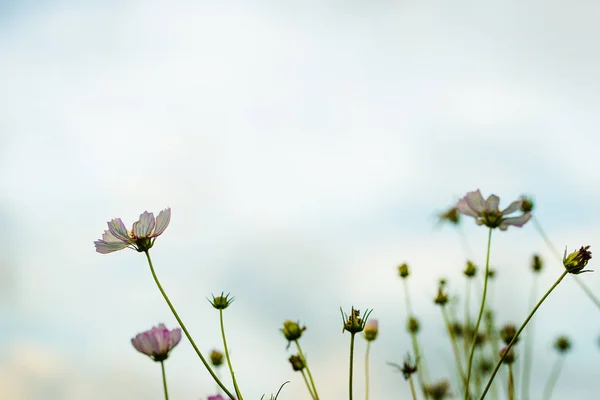 Vrij Kleurrijke Wilde Bloemenveld — Stockfoto