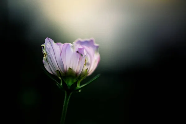 Wild Flower Close — Stockfoto