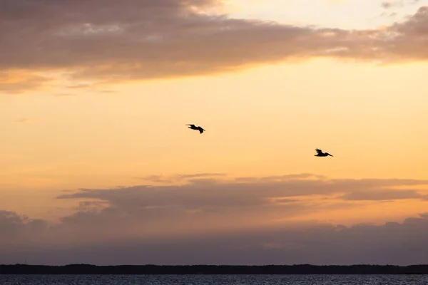Dois Pelicanos Marrom Céu Verão Noite Dourada — Fotografia de Stock