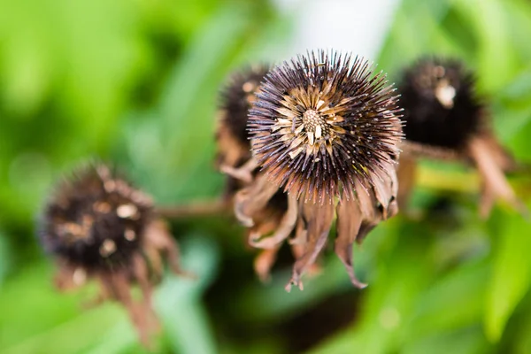 brown dying cone flower