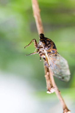 Şubede ölü ağustos böceği