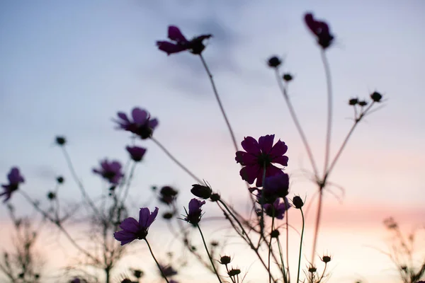 野花轮廓五彩斑斓的天空 — 图库照片