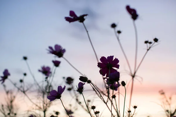 Wilde Bloem Silhouet Kleurrijke Hemel — Stockfoto