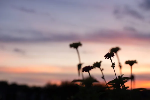 wild flower silhouette colorful sky