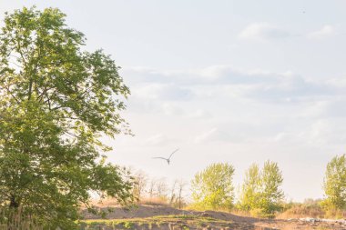  large crane bird in flight coastal dunes