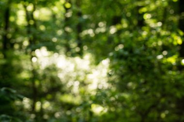 soyut ağaç altın ışığı