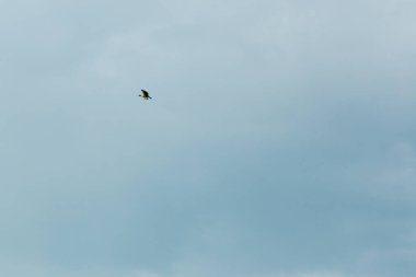 kahverengi pelikan mavi gökyüzü