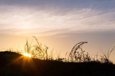 Plaj çimenleri günbatımı silueti manzarası