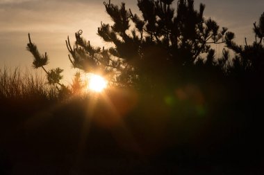  Kum manzarasında gün batımı silueti çam ağacı
