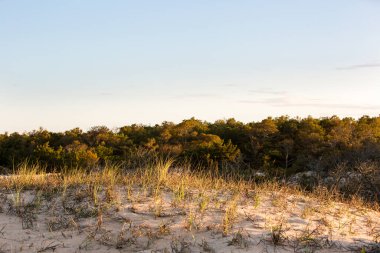 Sahil çiti çiti manzarası