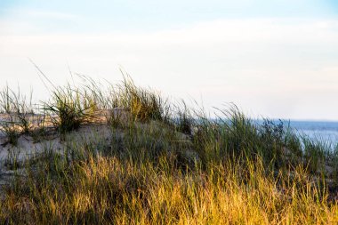 Plaj çimenleri, Atlantik okyanus manzarası.