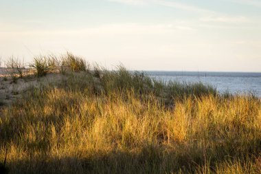 Sahil çiti çiti manzarası