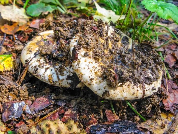 Een Paddestoel Baarmoeder Van Melk Kwam Uit Grond Regen Herfst — Stockfoto