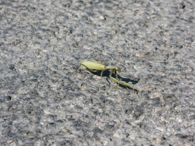 taşlar ve dal topraklarında maskeli mantis