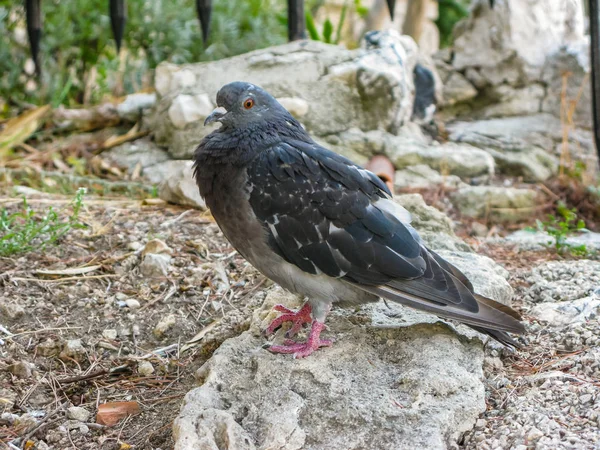 マルセイユ市の公園で石の上に鳩の怠惰なグレー — ストック写真