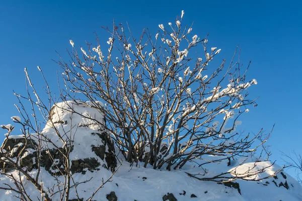 Arbusto Neve Montanha — Fotografia de Stock