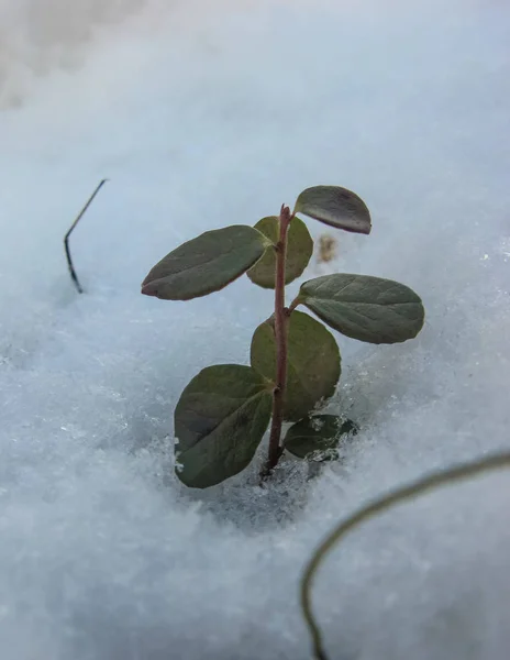 Broto Verde Rompendo Neve — Fotografia de Stock