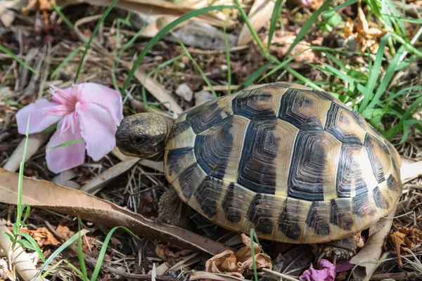 Schildkröte Zwischen Gras Und Laub — Stockfoto