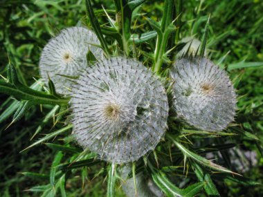 Dulavratotu çiçek ve Karadağ'ın Web'de dikenleri