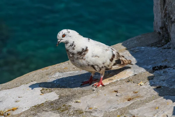 Pombo Branco Parede Pedra Fortaleza Dubrovnik Croácia — Fotografia de Stock