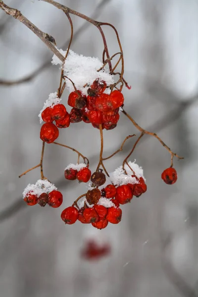 Rote Vogelbeeren Winter Auf Einem Ast Wald — Stockfoto