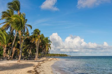 Dominik Cumhuriyeti'nde Catalonia Bavaro sahilde rüzgar ve palmiye ağaçları