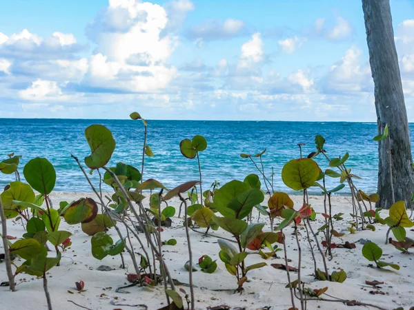 Vento Palme Sulla Spiaggia Della Catalogna Bavaro Nella Repubblica Dominicana — Foto Stock