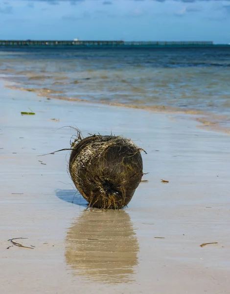 Kokos Strandsatta Stranden Dominikanska Republiken — Stockfoto