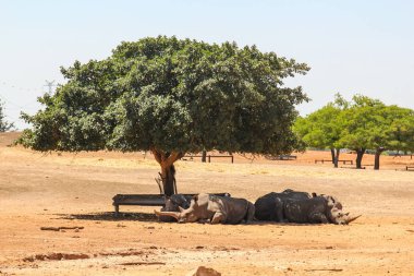 rhinos resting in the shade of a tree in israel clipart