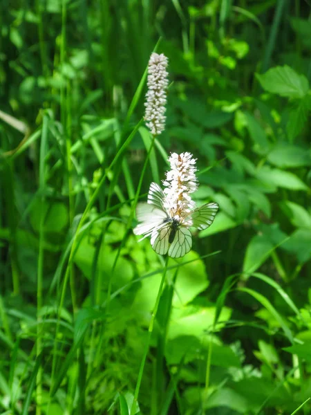 スベルドロフスク地域の自然公園の野の花に蝶 Olenyi 小川します — ストック写真