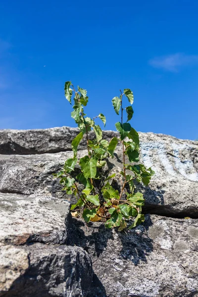 Árboles Que Crecen Piedras Sobre Rocas Siete Hermanos Región Sverdlovsk — Foto de Stock