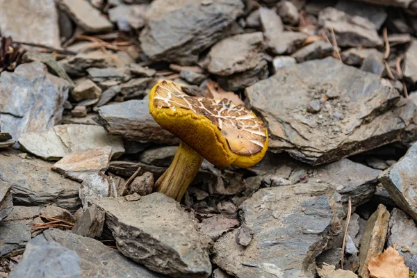 Cogumelo Cultivado Entre Pedras Lente Antiga Pedreira Região Sverdlovsk — Fotografia de Stock