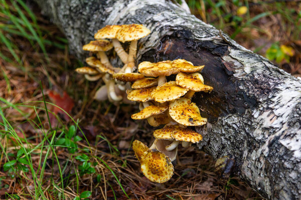 parasite mushrooms on a tree trunk in the forest near the Talc stone quarry in the Sverdlovsk region