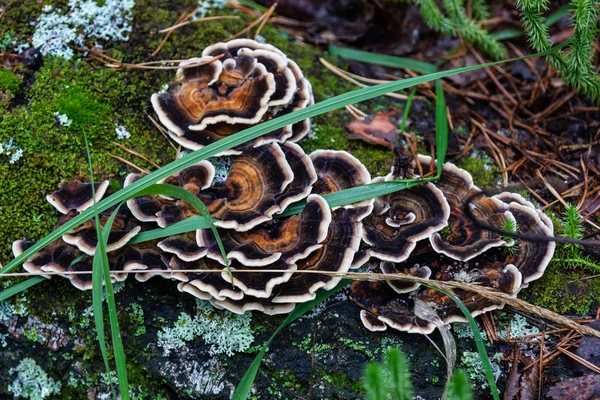 Cogumelos Parasitas Tronco Árvore Floresta Perto Pedreira Pedra Talco Região — Fotografia de Stock