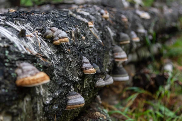 Cogumelos Parasitas Tronco Árvore Floresta Perto Pedreira Pedra Talco Região — Fotografia de Stock