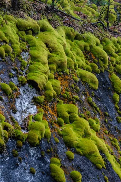 Musgo Verde Sobre Pedras Floresta Perto Pedreira Talco Região Sverdlovsk — Fotografia de Stock