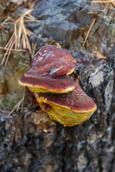 Sverdlovsk Sloboda 村附近的森林里 树干上的寄生虫蘑菇 — 图库照片