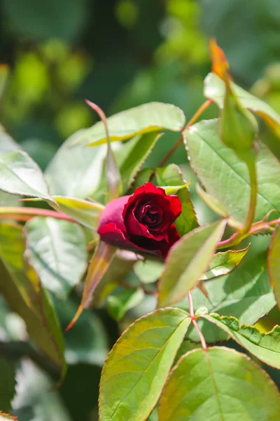 Burgundy Rose Blooming Bud Bush Vienna Austria — Stock Photo, Image