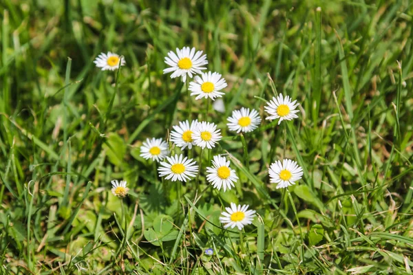 Margaritas Blancas Campo Verano Cerca Viena Austria — Foto de Stock